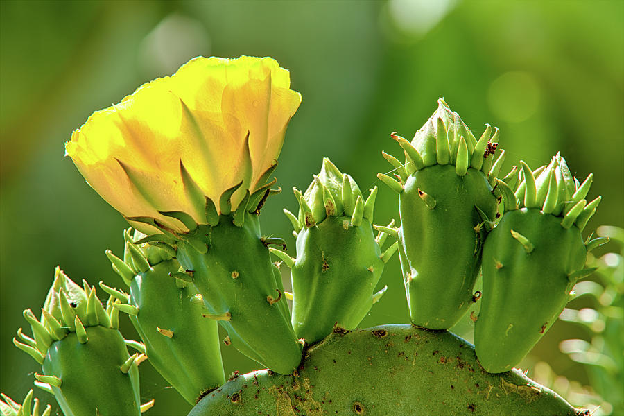 Cactus Flower on a Cactus Plant Photograph by Dan Carmichael