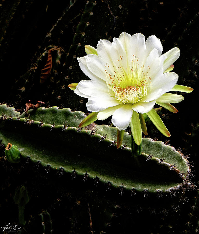 Flowers Still Life Photograph - Cactus Flower by Phil And Karen Rispin
