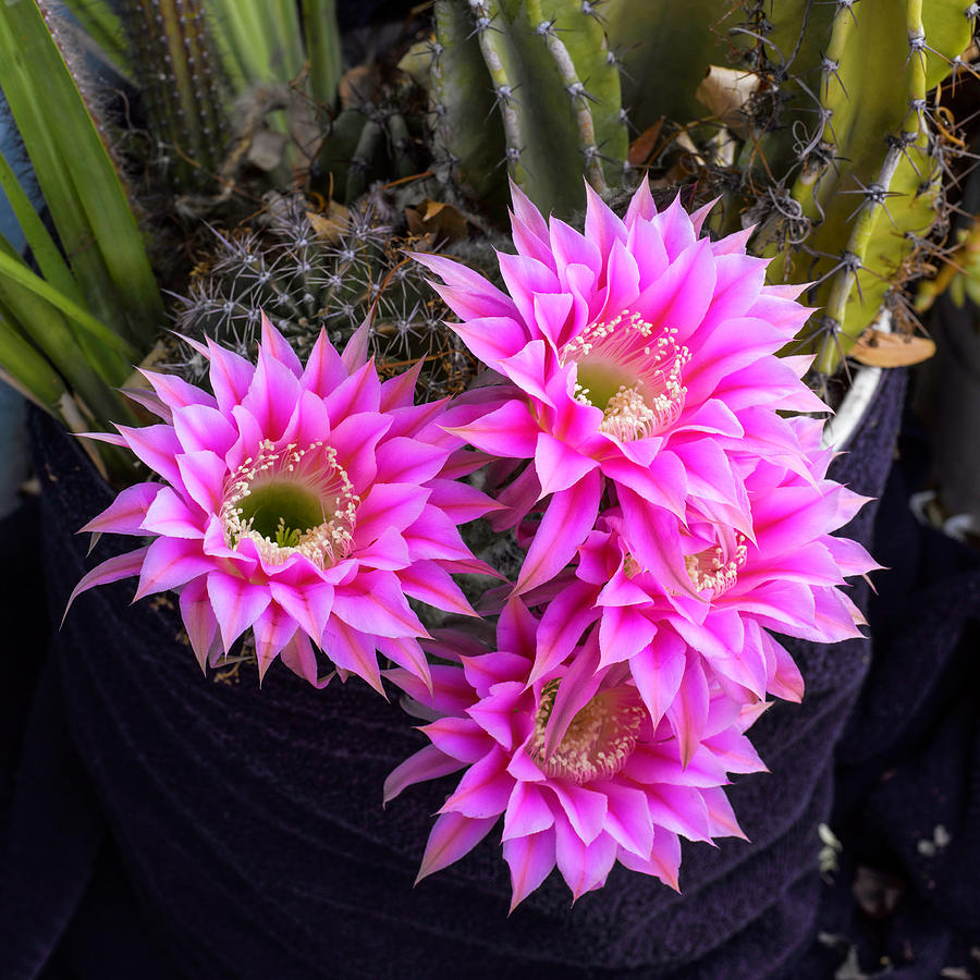 Cactus Flower Quartet Photograph by Richard Lund