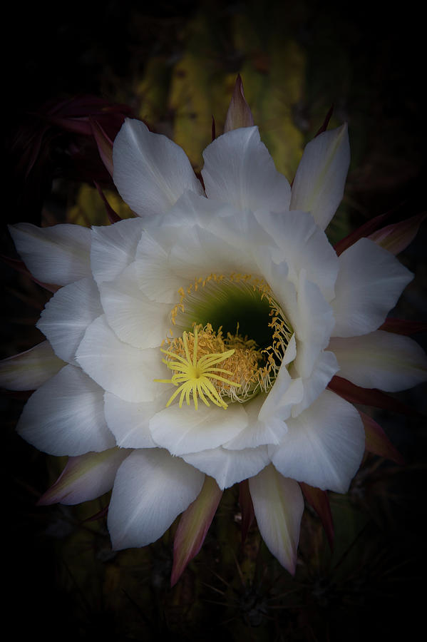 Cactus Flower Photograph by Roger Mullenhour