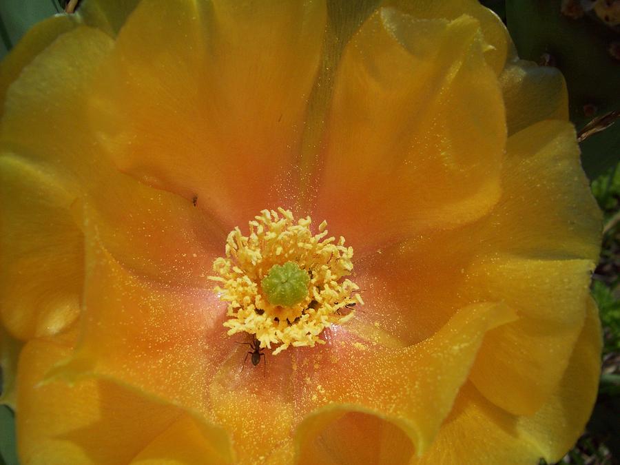 Cactus Flower Sharing Space Photograph by Robin Coaker