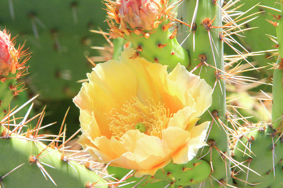 Cactus Flower Photograph by Shoal Hollingsworth