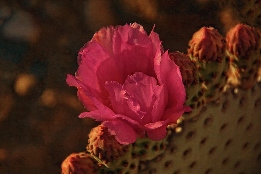 Cactus Flower Photograph by Theo OConnor