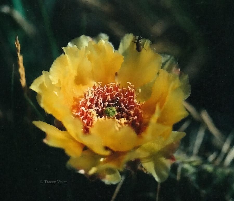 Cactus Flower Photograph by Tracey Vivar