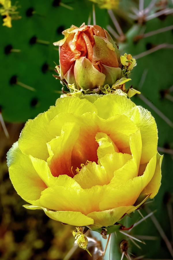 Cactus Flower v1816 Photograph by Mark Myhaver