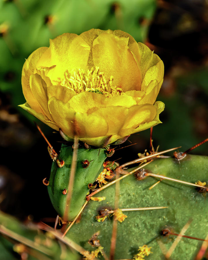 Flower Photograph - Cactus Flower v26 by Mark Myhaver