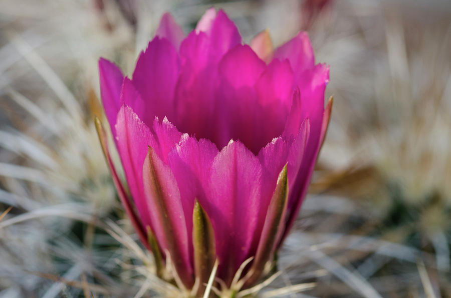 Cactus Flower Photograph by William Kimble
