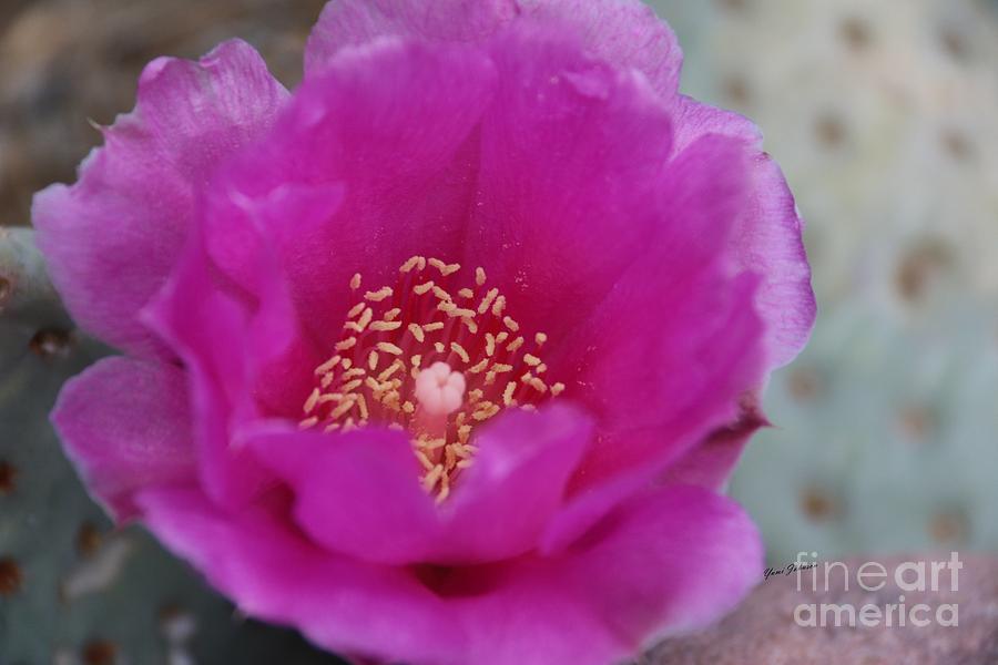 Cactus flower  Photograph by Yumi Johnson