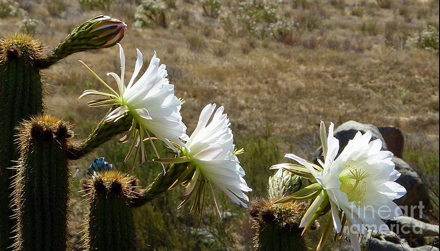Cactus Flowering Tops Photograph by Susan Garren