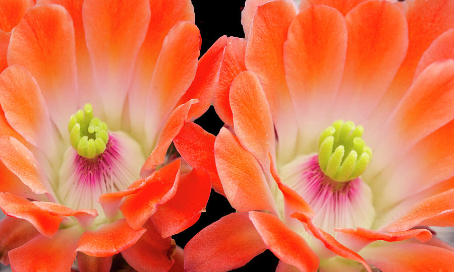 Cactus Flowers 2b Photograph by Elvira Butler