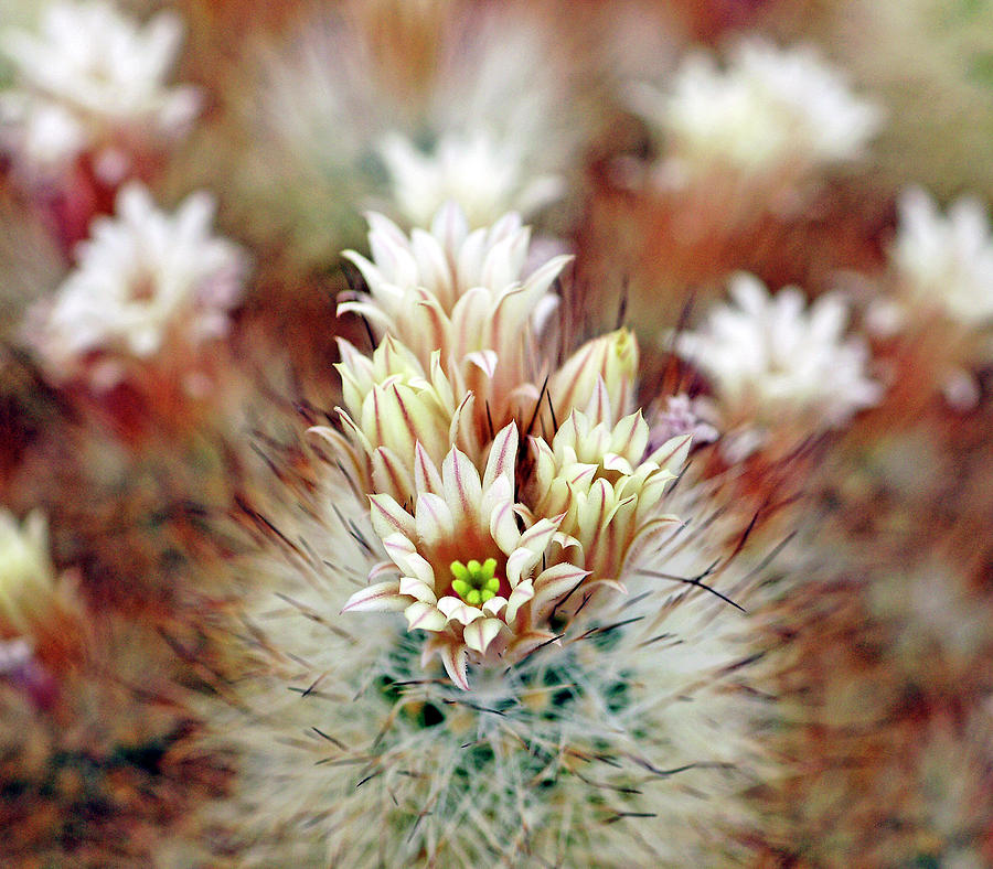 Cactus Photograph - Cactus Flowers by Bill Morgenstern