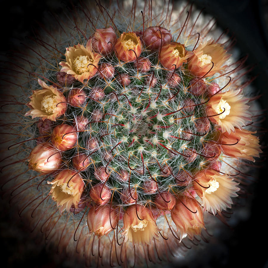 Cactus Flowers  Photograph by Catherine Lau