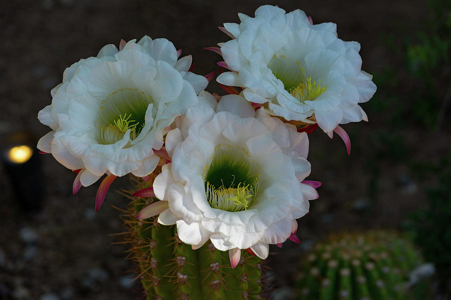 Cactus Flowers Photograph by Douglas Killourie