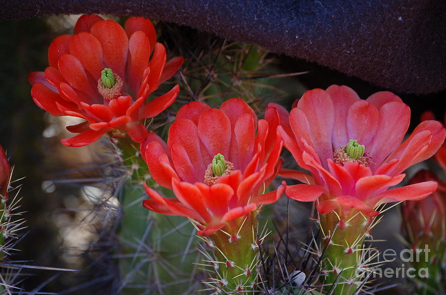 Cactus Flowers by Frank Stallone Cactus Flowers by Frank Stallone