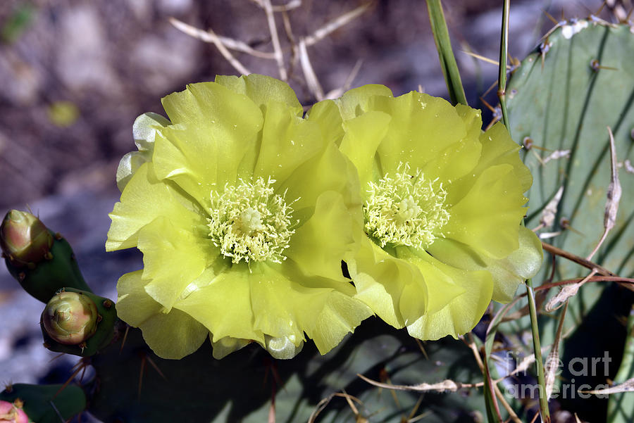 Cactus flowers Photograph by George Atsametakis