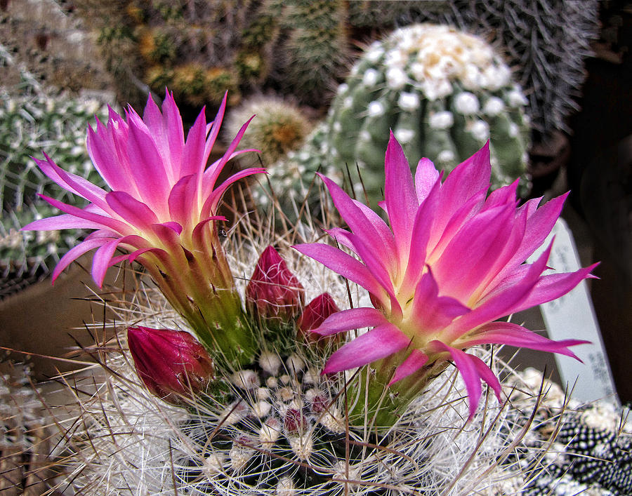 Cactus Flowers Photograph by Helaine Cummins