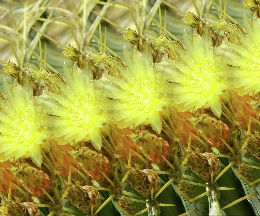Cactus Flowers Photograph by Kathy Bassett