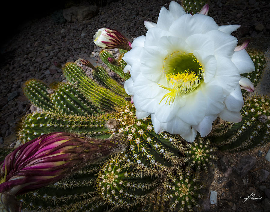 Phoenix Photograph - Cactus Flowers by Phil And Karen Rispin