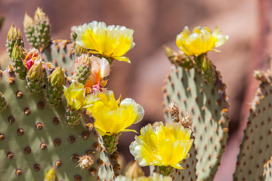 Cactus Flowers Photograph by SR Green