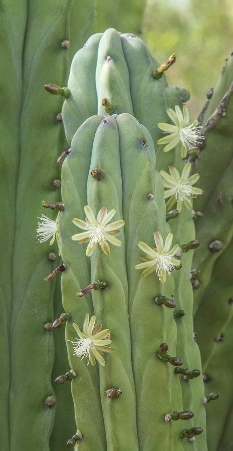 Cactus Flower #2 Photograph by Tam Ryan