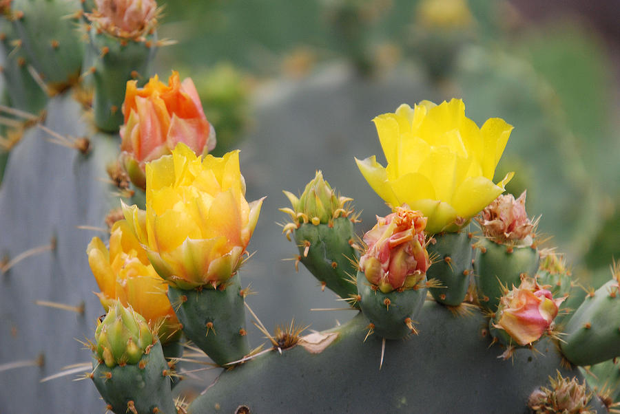 Cactus Flowers Photograph by Teresa Blanton
