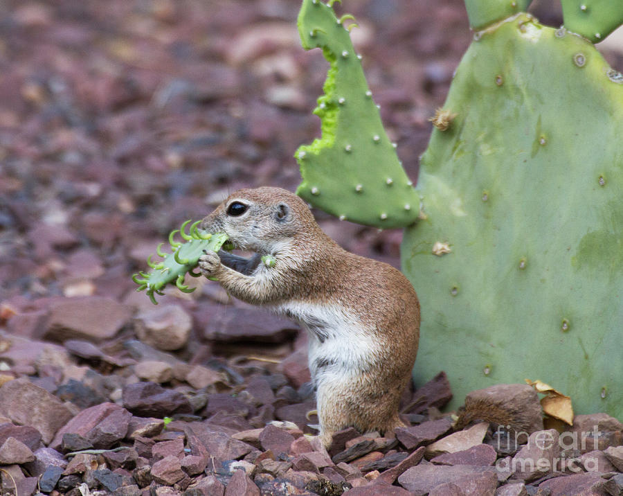 Cactus for dinner Photograph by Ruth Jolly