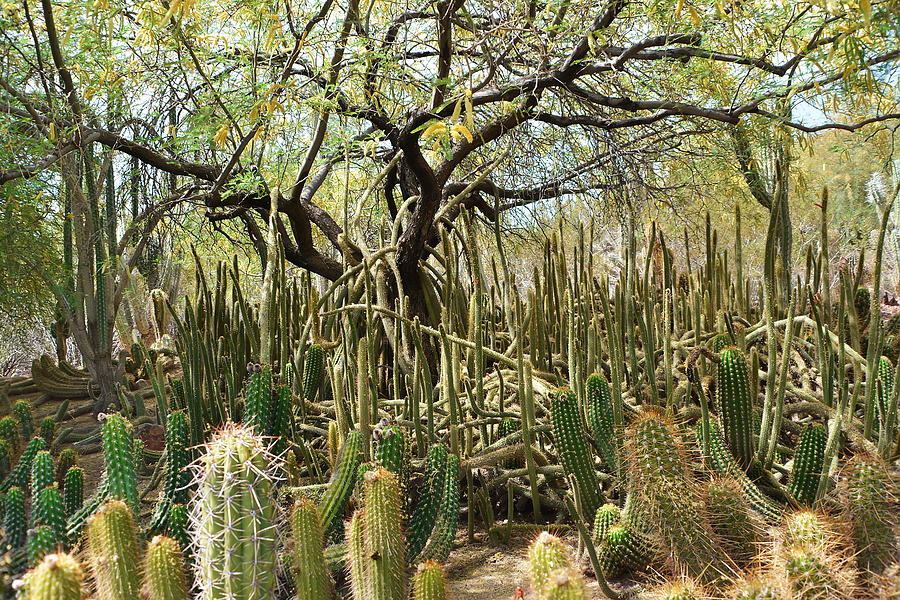 Cactus Forest Photograph by Aimee L Maher ALM GALLERY