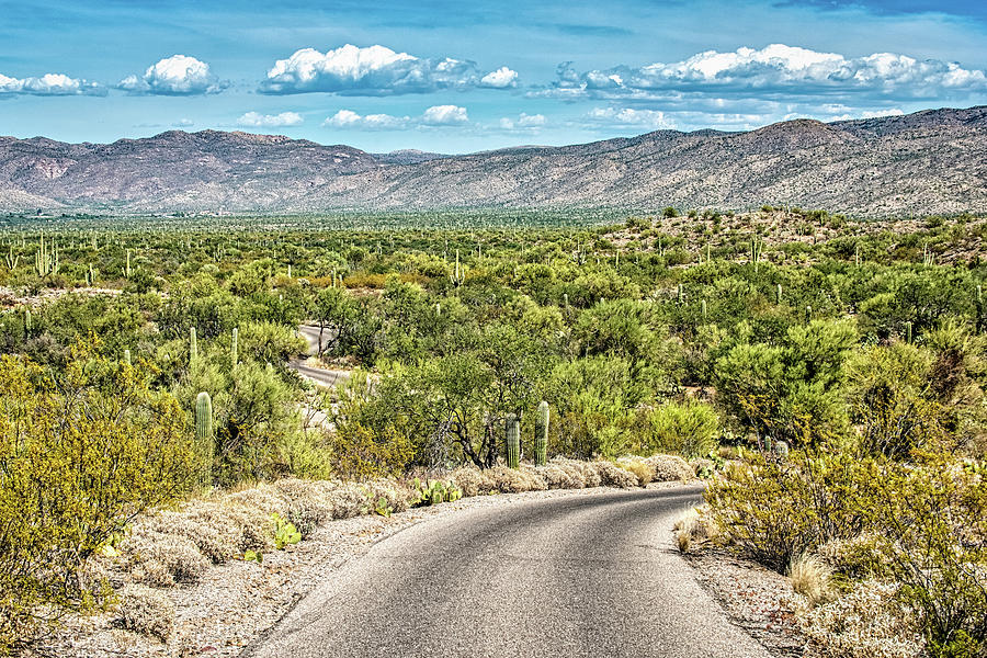Cactus Forest Drive Photograph