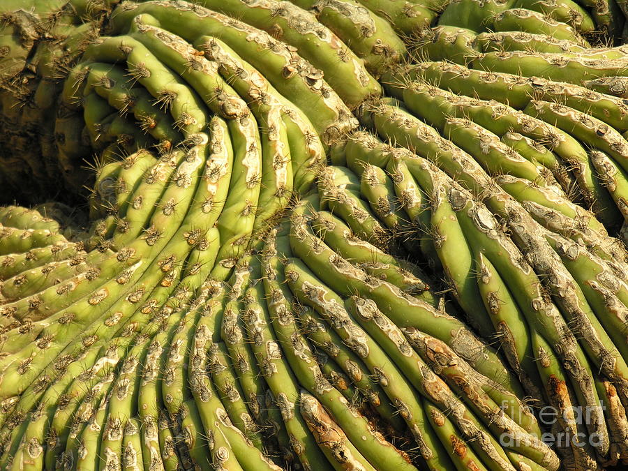 Cactus forming Photograph by Diane Lesser