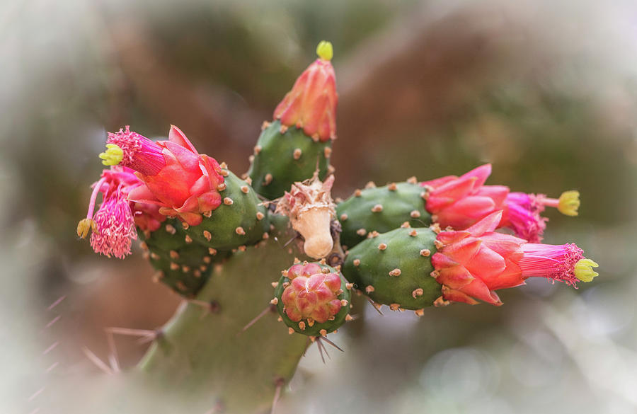 Cactus Fowers Photograph by Venetia Featherstone-Witty