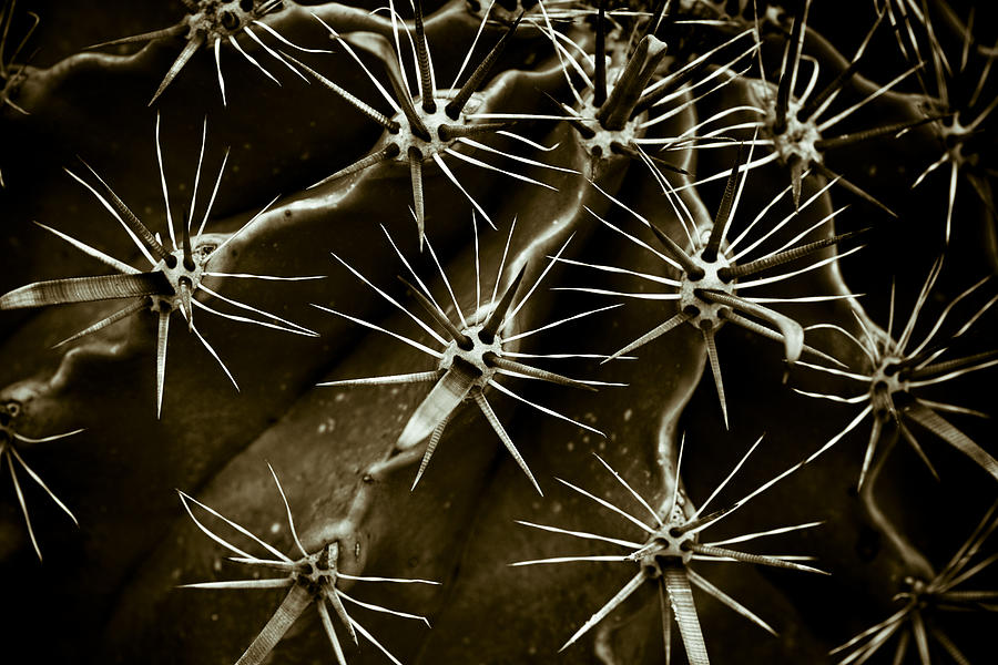 Cactus Photograph by Frank Tschakert