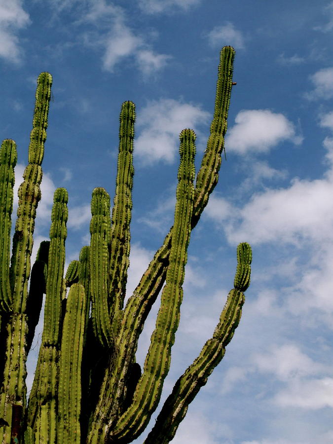 Cactus from below Photograph by Candice Lamprecht - Fine Art America