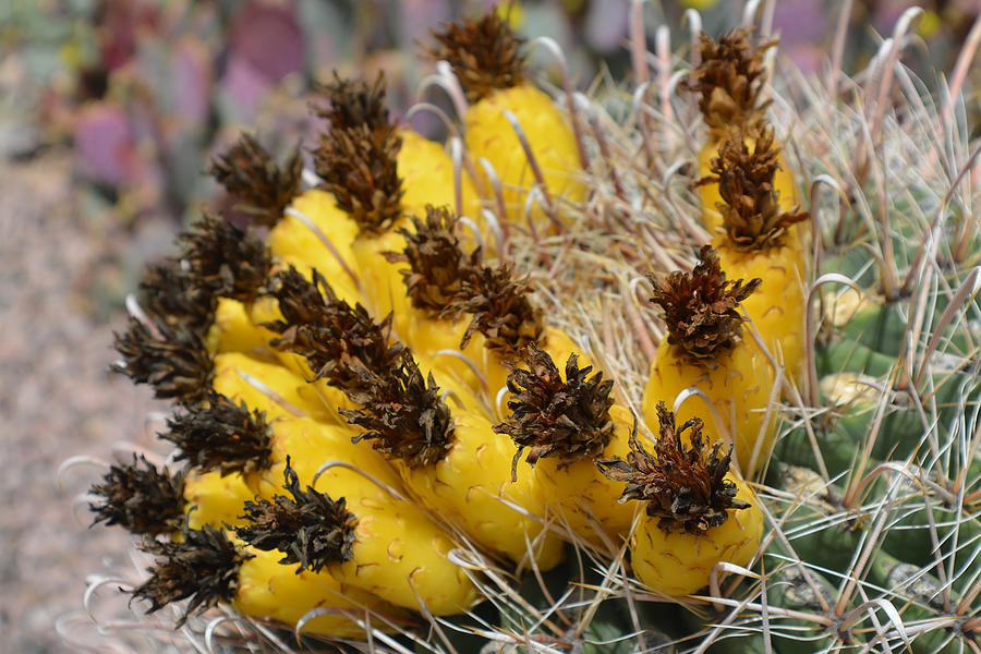 Cactus Fruit Photograph by Aimee L Maher ALM GALLERY