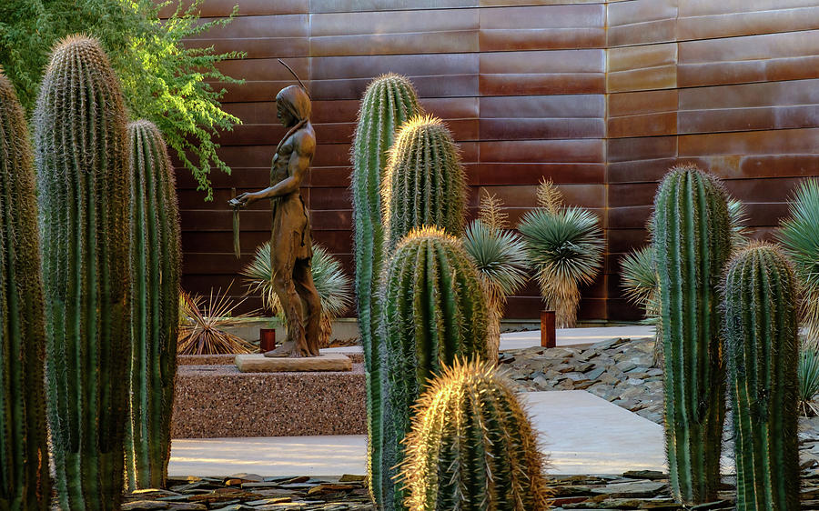 Cactus Garden Photograph by Glenn DiPaola