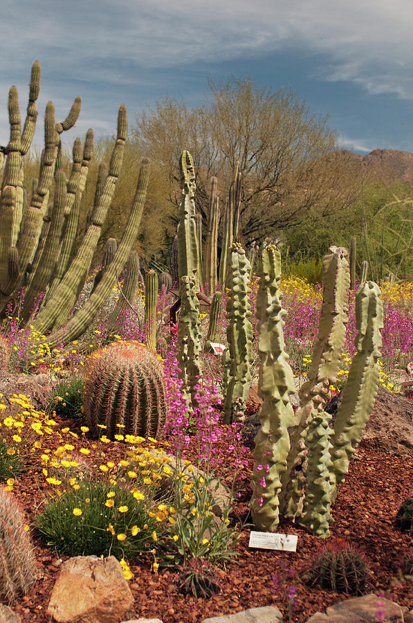 Cactus Garden In Bloom Photograph by Ana Gonzalez | Fine Art America