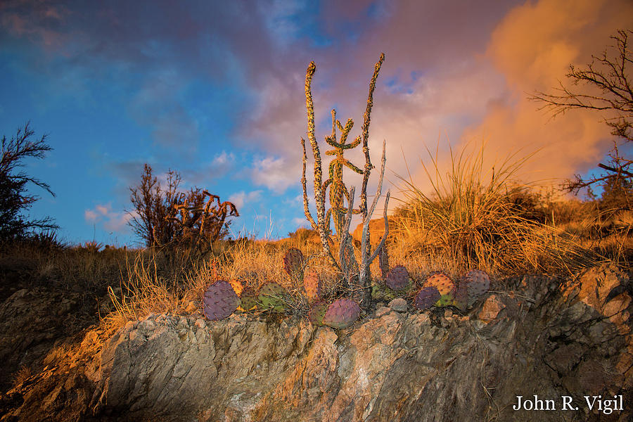 Landscape Photograph - Cactus Garden by John Vigil