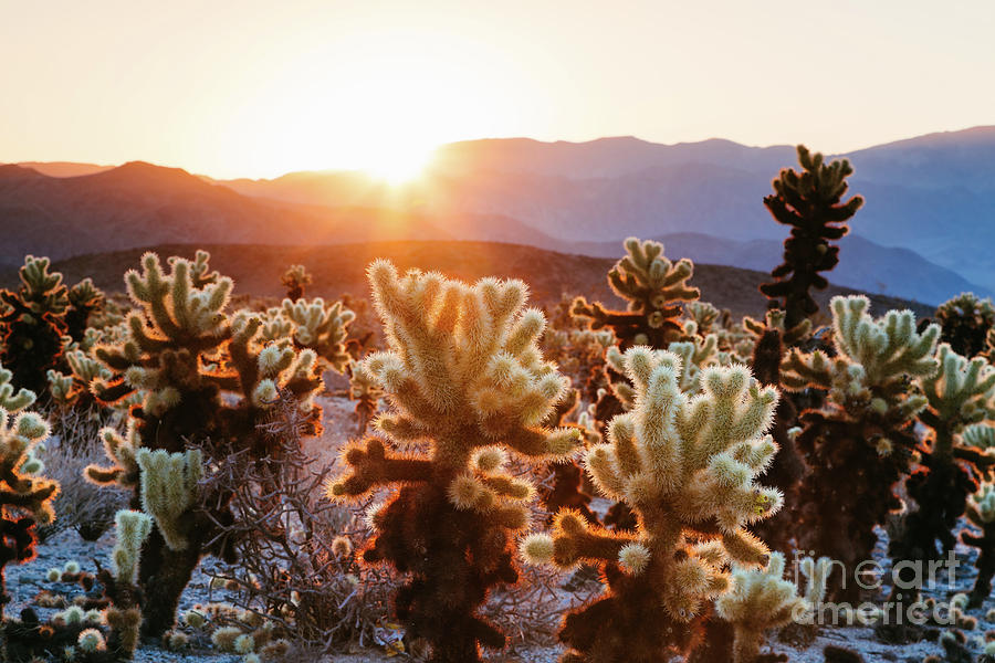 Cactus garden, Joshua Tree National Park, USA Photograph by Matteo Colombo