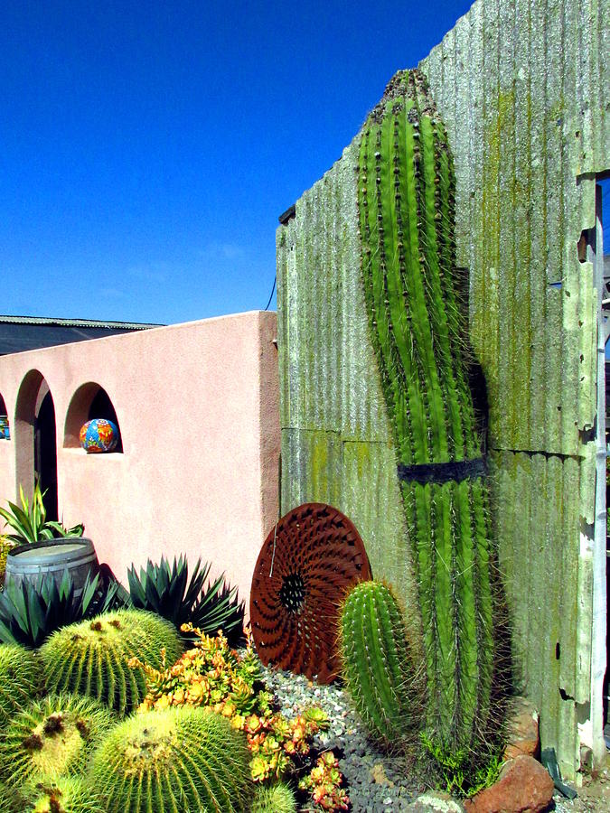 Unique Photograph - Cactus Garden by Joyce Dickens