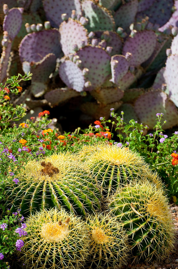Cactus Garden Photograph by Kevin Munro