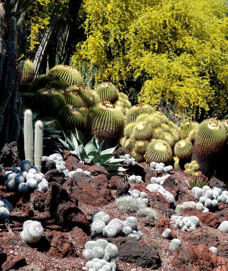 Cactus Garden Photograph by Kieoh ABC Photography | Fine Art America