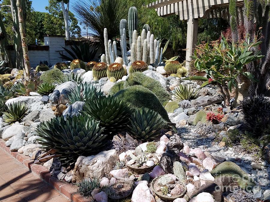 Cactus Garden Photograph by Madeleine Prochazka | Fine Art America