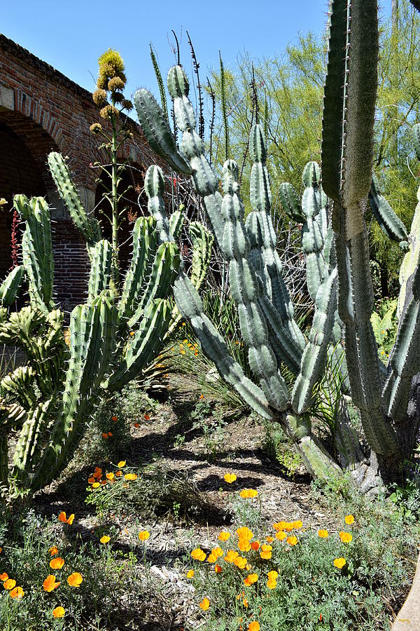 Cactus Garden - Mission San Juan Capistrano Photograph by Glenn McCarthy Art and Photography