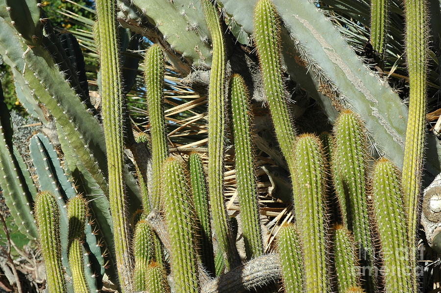 Cactus Garden Photograph