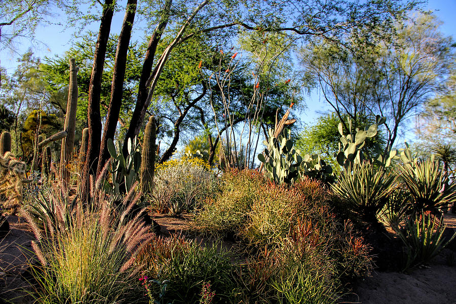 Cactus garden Photograph by Tammy Espino