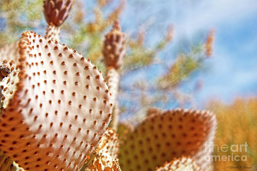 Cactus Geometry Photograph by David Arment