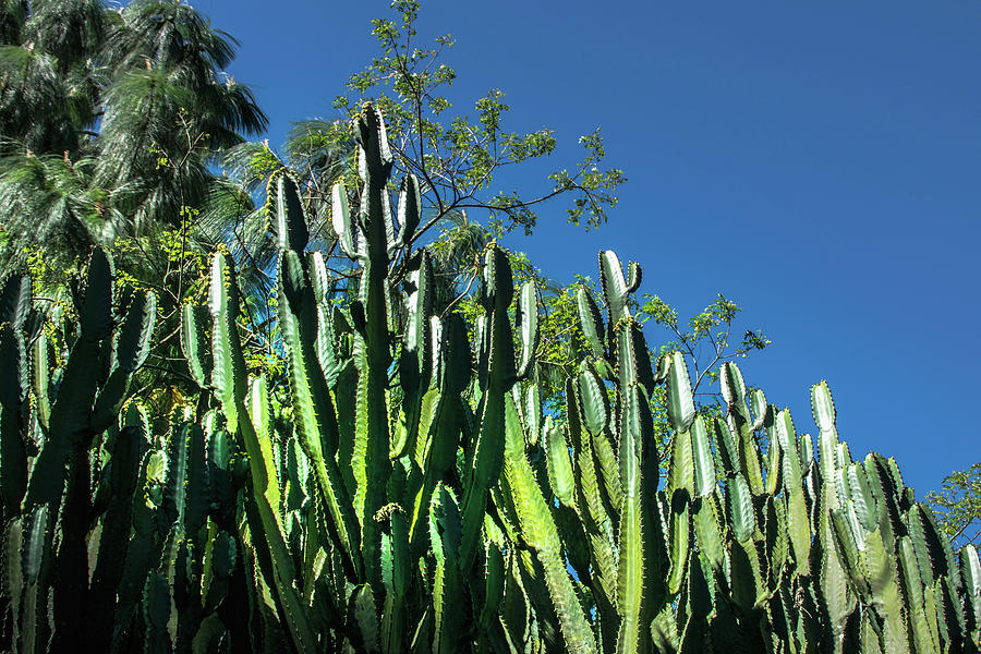 Cactus - Guatemala City II Photograph by Totto Ponce - Fine Art America