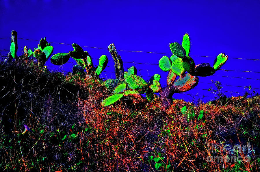 Cactus Hawaii big island road side  Photograph by Tom Jelen