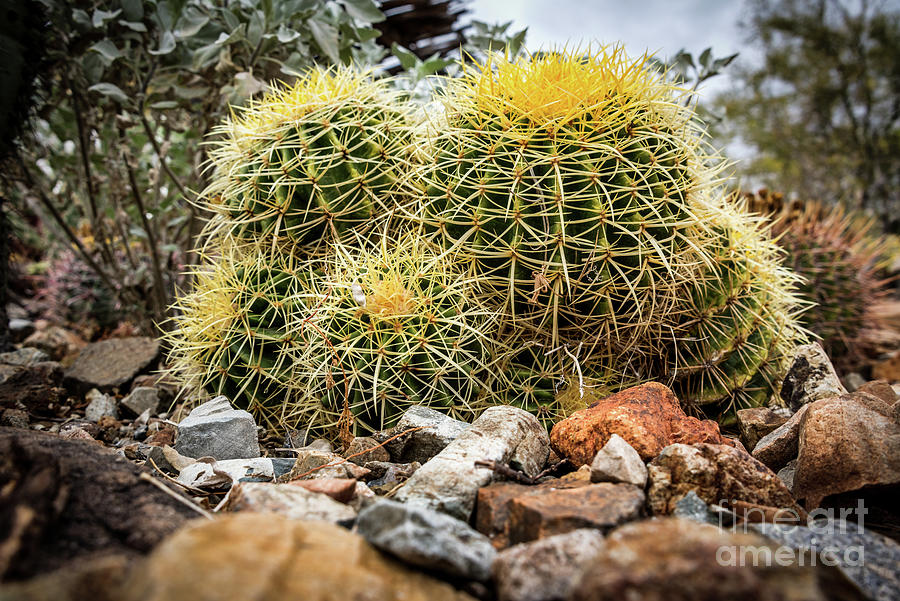 Cactus Hay #2 Photograph by David Levin