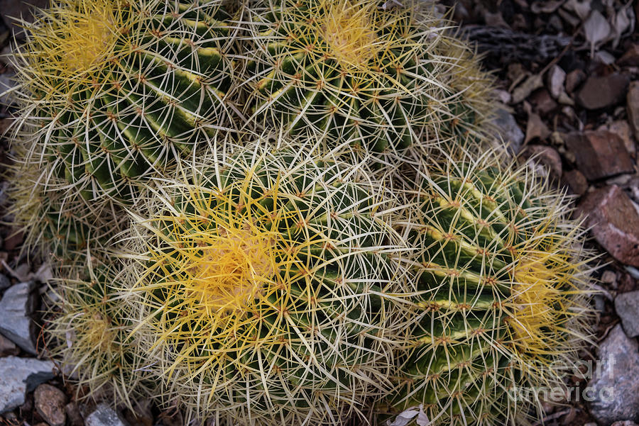 Cactus Hay Photograph by David Levin