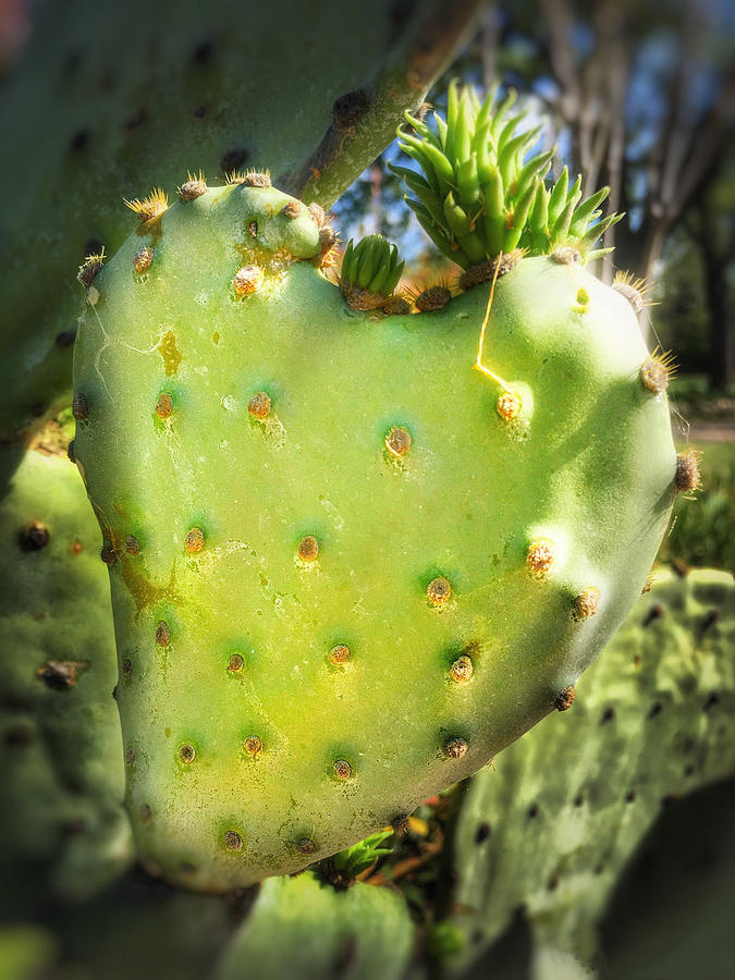 Cactus Heart Photograph by Doris Aguirre